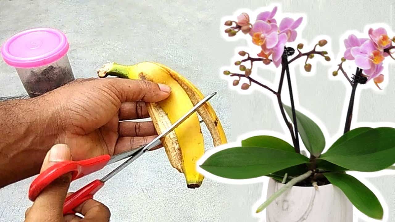 concime naturale per orchidee