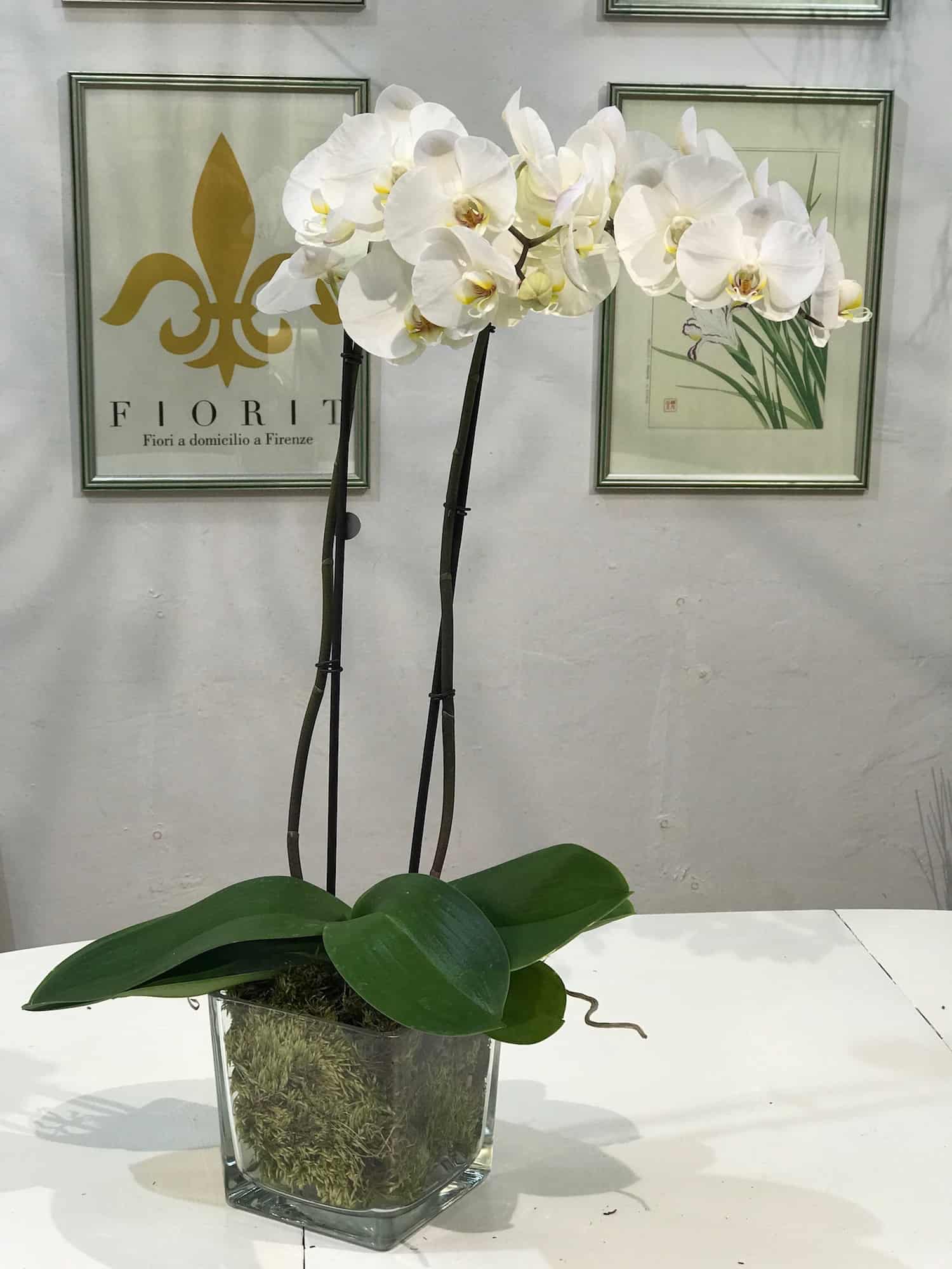 Vaso trasparente per orchidee in plastica riciclabile 100% italiana 