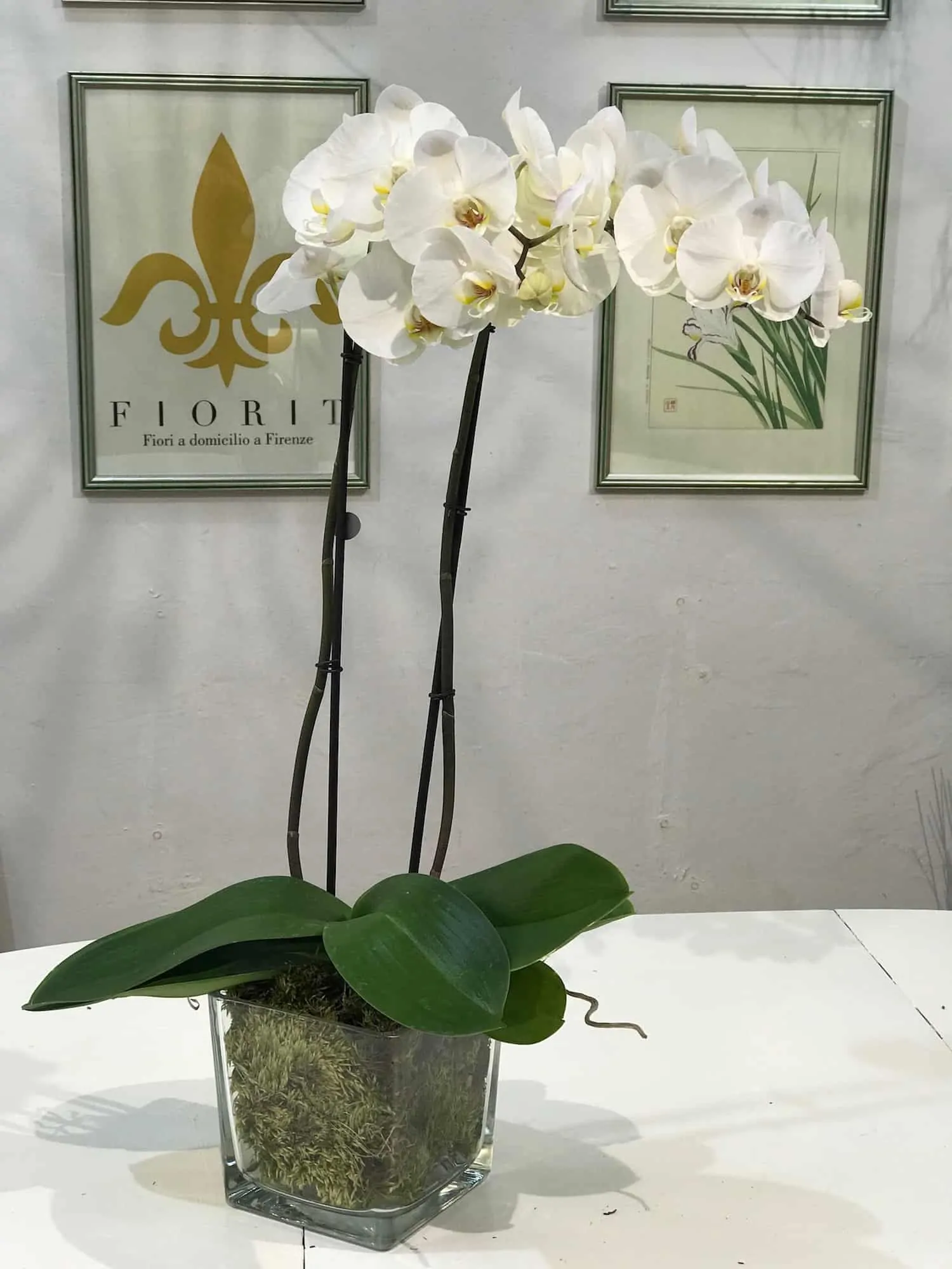 vasi di vetro per orchidee
