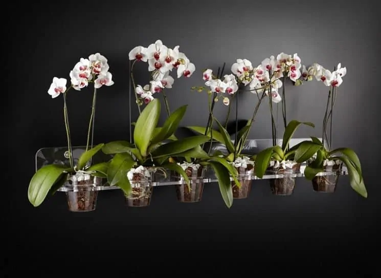 vasi per orchidee con irrigazione