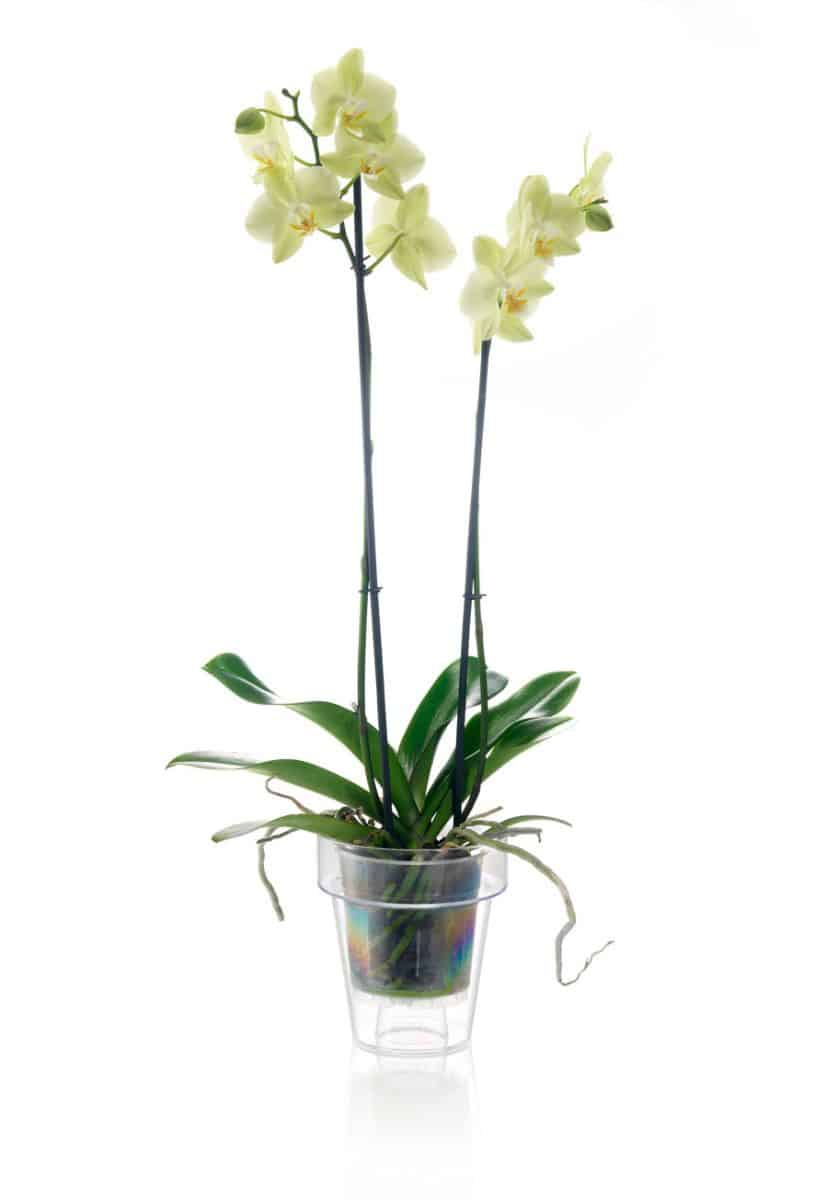 vasi x orchidee