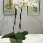 vaso orchidea